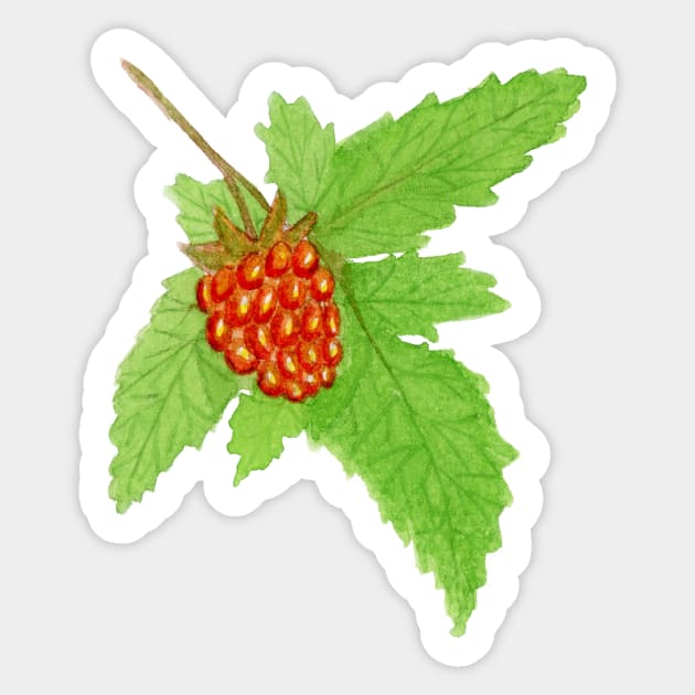 Watercolor Salmonberry Fruit Sticker by paintedpansy